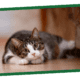 Tips on switching cat food.
