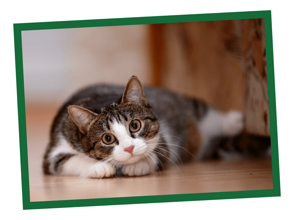 NL_Blog-Images_ChangingFood_Body1_Cat Tips on switching cat food.