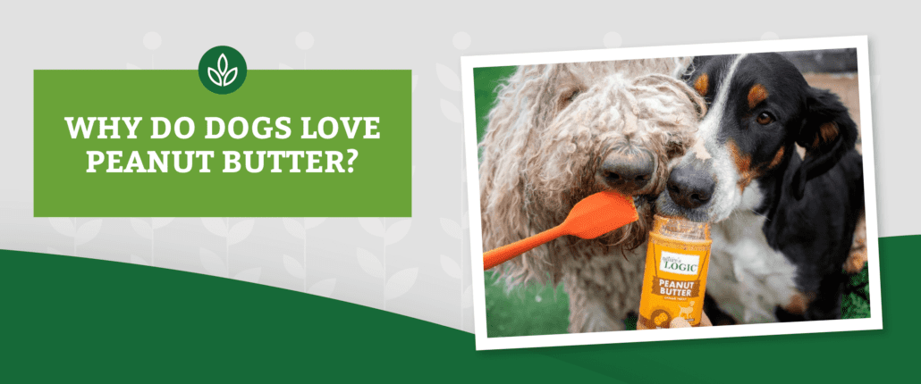 NL_Blog-Images_Header_PB_Dog Two dogs lick peanut butter from a Nature's Logic jar using an orange spatula. Text reads, WHY DO DOGS LOVE PEANUT BUTTER?