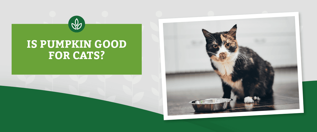 NL_Blog-Images_Header_PumpkincCat A cat sits beside a metal bowl, licking its lips, on a wooden floor. Text reads, Is pumpkin good for cats?