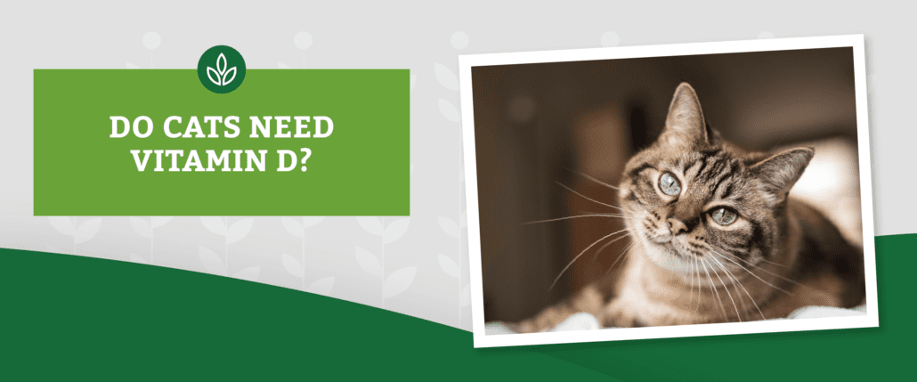NL_Blog-Images_Header_VitaminD_Cat A tabby cat gazes forward with a curious expression indoors. Text next to the image says, DO CATS NEED VITAMIN D?