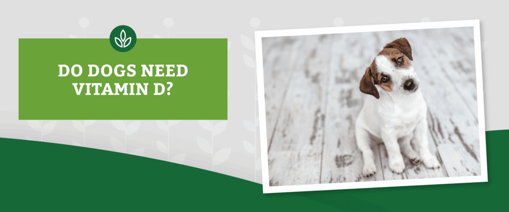 NL_Blog-Images_Header_VitaminD_Dog A small dog with a curious expression sits on a wooden floor. The text on a green banner reads: DO DOGS NEED VITAMIN D?