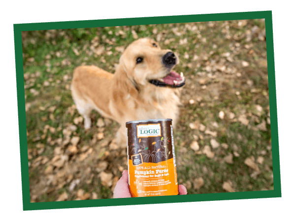 NL_Blog-Images_Pumpkin_Body1_Dog A Nature's Logic can of 100% All-Natural Pumpkin Purée is held in focus. A golden retriever stands in the background.