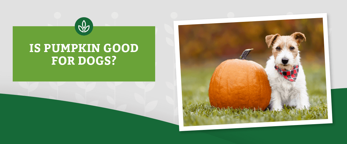 NL_Blog-Images_Pumpkin_Header_PumpkincDog A small dog in a bandana sits beside a large pumpkin on grass. The text next to the image reads, Is pumpkin good for dogs?
