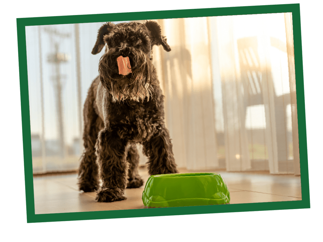 Dog stands alertly beside a green food bowl in a sunlit, modern room with large windows.