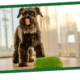 Dog stands alertly beside a green food bowl in a sunlit, modern room with large windows.