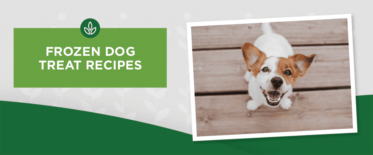 OUR FAVORITE FROZEN DOG TREAT RECIPES FOR SUMMER OUR FAVORITE FROZEN DOG TREAT RECIPES FOR SUMMER