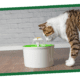 HOW TO GET YOUR CAT TO DRINK MORE WATER