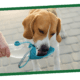 Dog drinks from a handheld water bottle with an attached bowl, held by a person, on a paved surface.