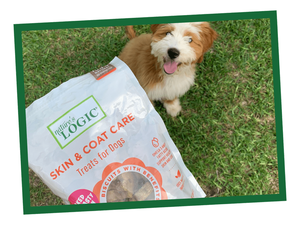 NL_Blog-Images_Body_Salmon_1030x771 A dog eagerly looks up at a bag of Nature's Logic Skin & Coat Care Treats for Dogs on grassy ground.