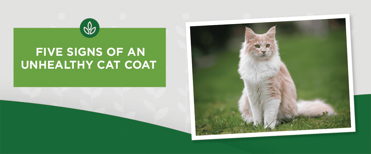 Five Signs of an Unhealthy Cat Coat Five Signs of an Unhealthy Cat Coat