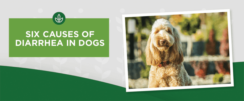 Six Causes of Diarrhea in Dogs Six Causes of Diarrhea in Dogs