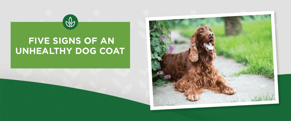 Five Signs of an Unhealthy Dog Coat Five Signs of an Unhealthy Dog Coat