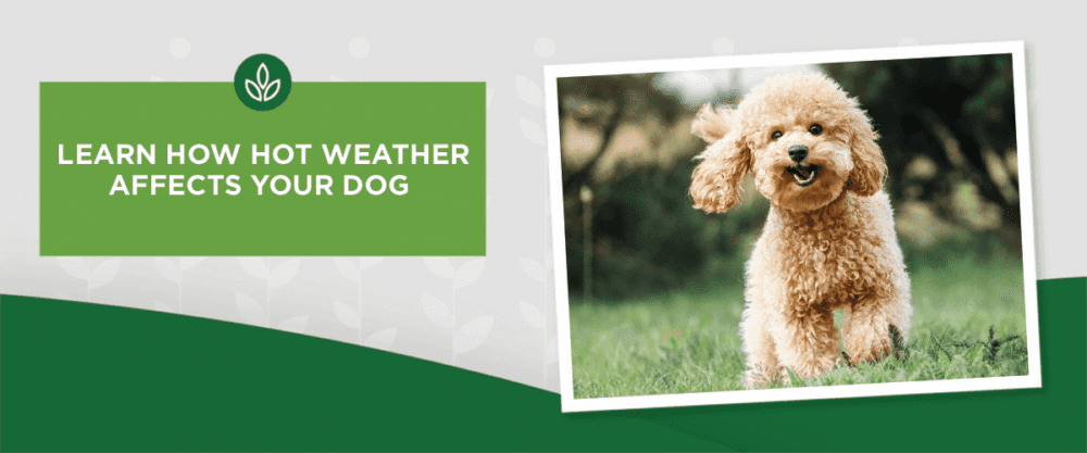 How Does Hot Weather Impact Dogs? How Does Hot Weather Impact Dogs?