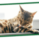 Five Signs of an Unhealthy Cat Coat