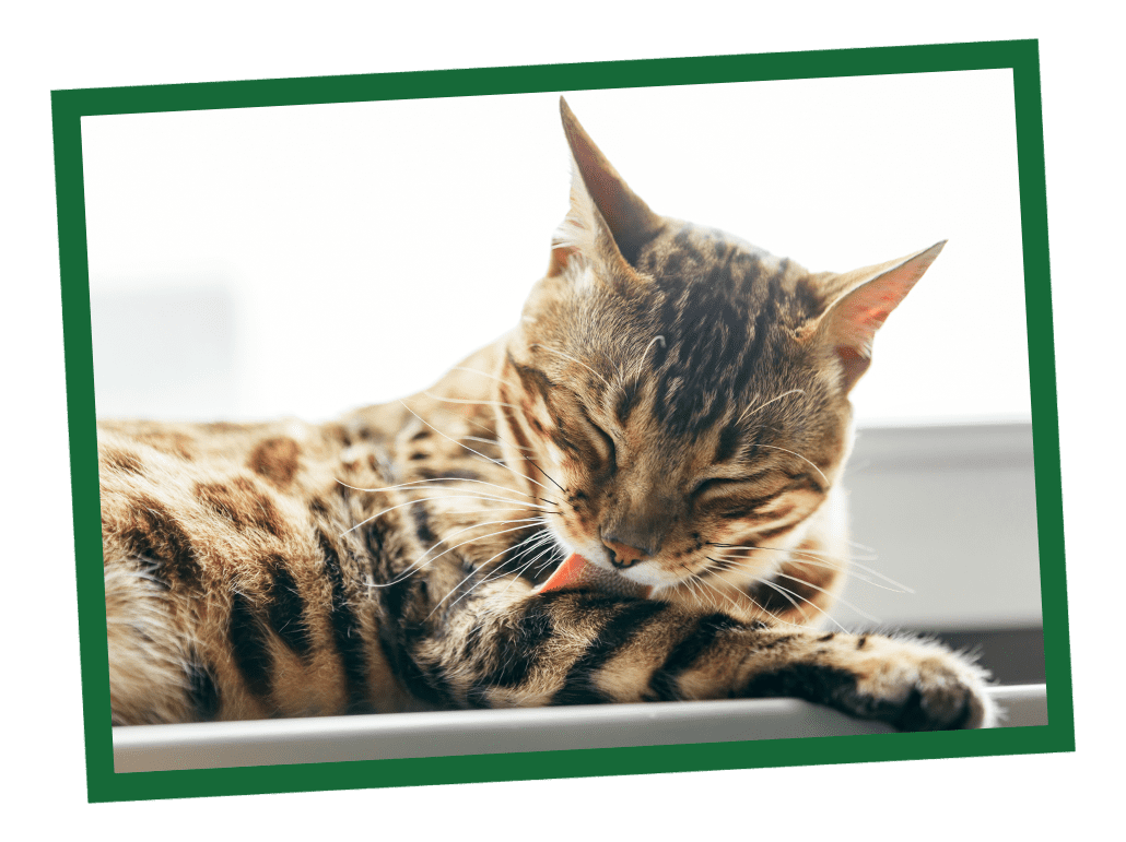Five Signs of an Unhealthy Cat Coat Five Signs of an Unhealthy Cat Coat