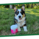 Six Causes of Diarrhea in Dogs