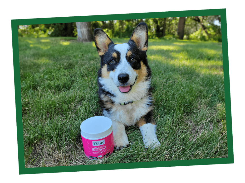 Six Causes of Diarrhea in Dogs Six Causes of Diarrhea in Dogs