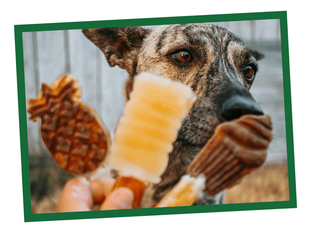 How Does Hot Weather Impact Dogs? How Does Hot Weather Impact Dogs?