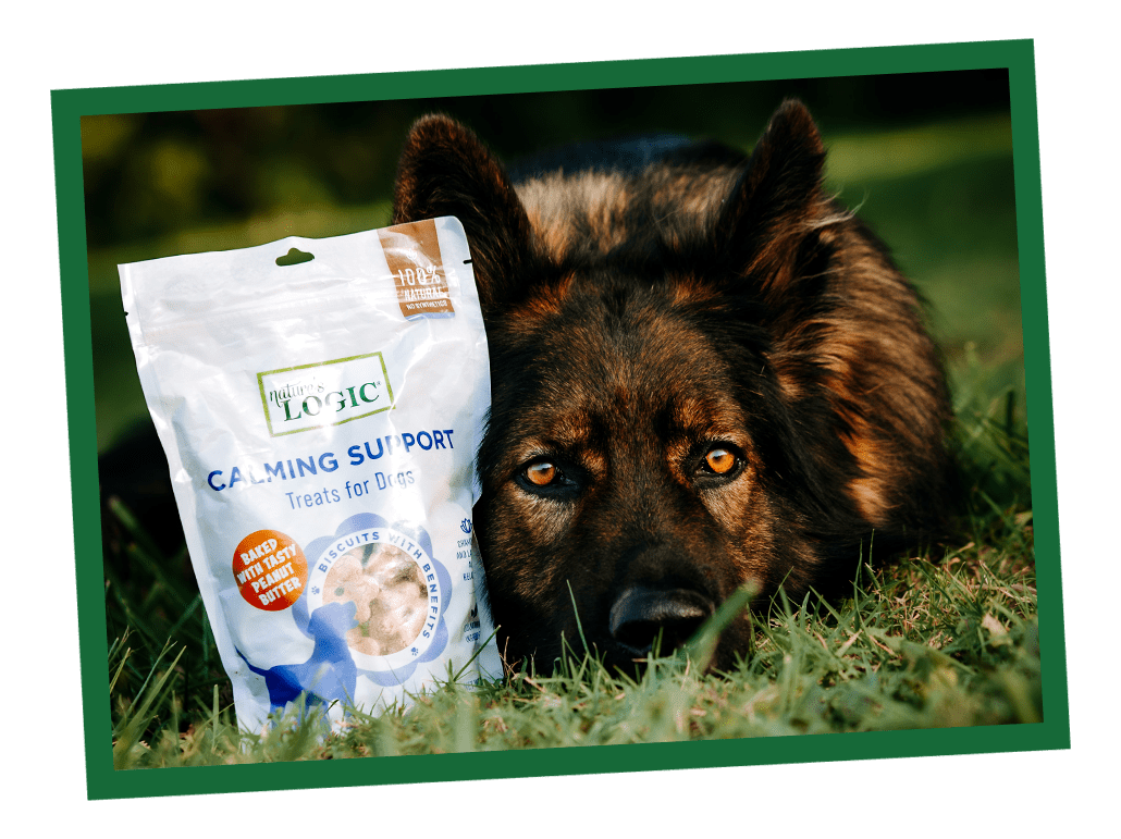 Is Lavender Safe For Dogs? Calming support biscuits Is Lavender Safe For Dogs? Calming support biscuits