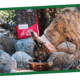 Can You Mix Wet and Dry Dog Food?