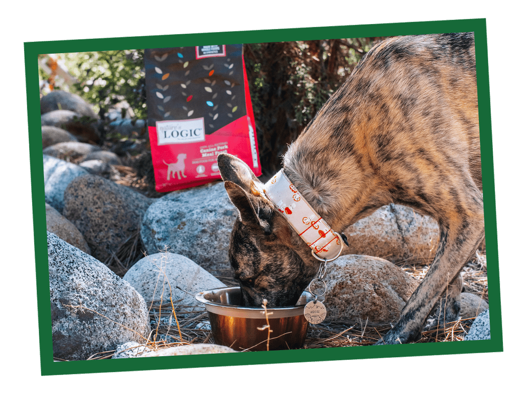 Can You Mix Wet and Dry Dog Food? Can You Mix Wet and Dry Dog Food?