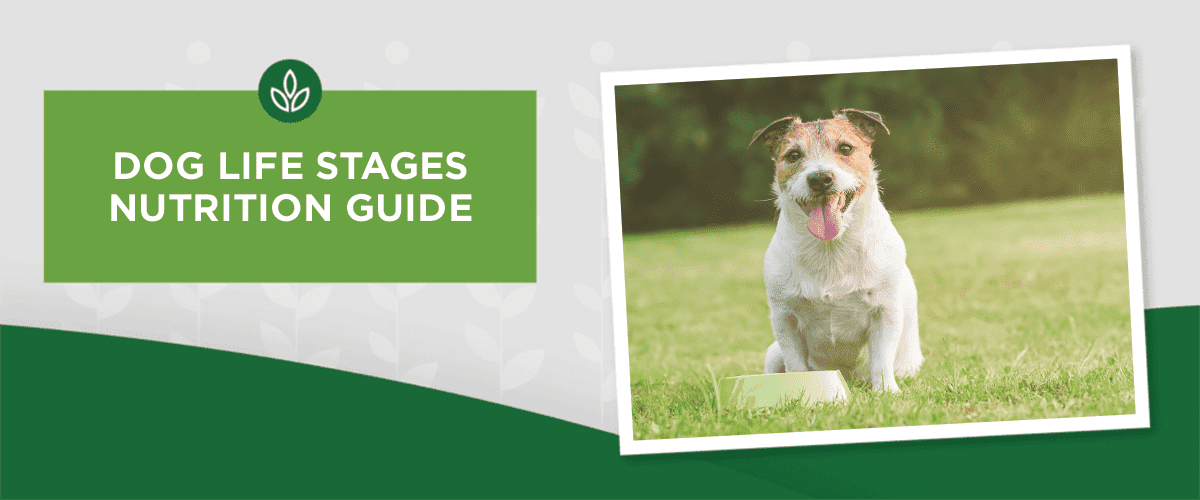 Dog Life Stages Nutrition Guide Dog Life Stages Nutrition Guide
