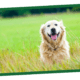 Dog Life Stages Nutrition Guide