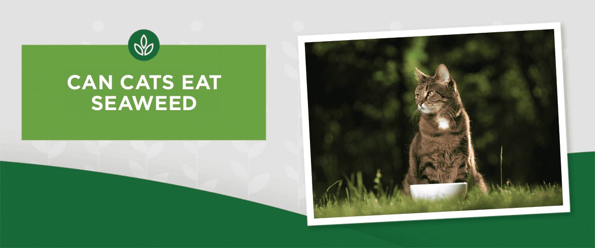 NL_Blog-Image_Header_CatSeaweed_1200x500 Can Cats Eat Seaweed or Kelp?