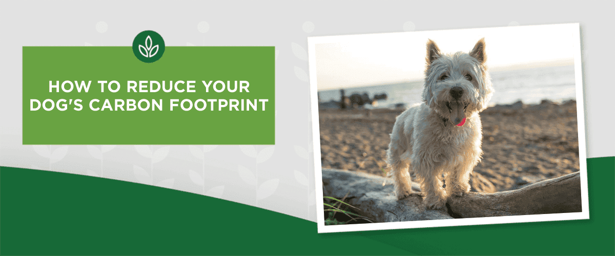 NL_Blog-Image_Header_DogCarbonFootprint_1200x500 reduce dog carbon footprint