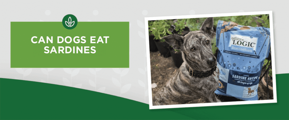 NL_Blog-Image_Header_DogSardine_1200x500 can dogs eat sardines?