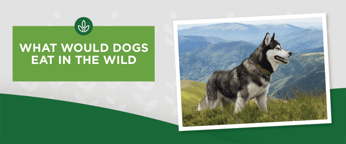NL_Blog-Image_Header_DogsInTheWild_1200x500 What Would Dogs Eat in the Wild?