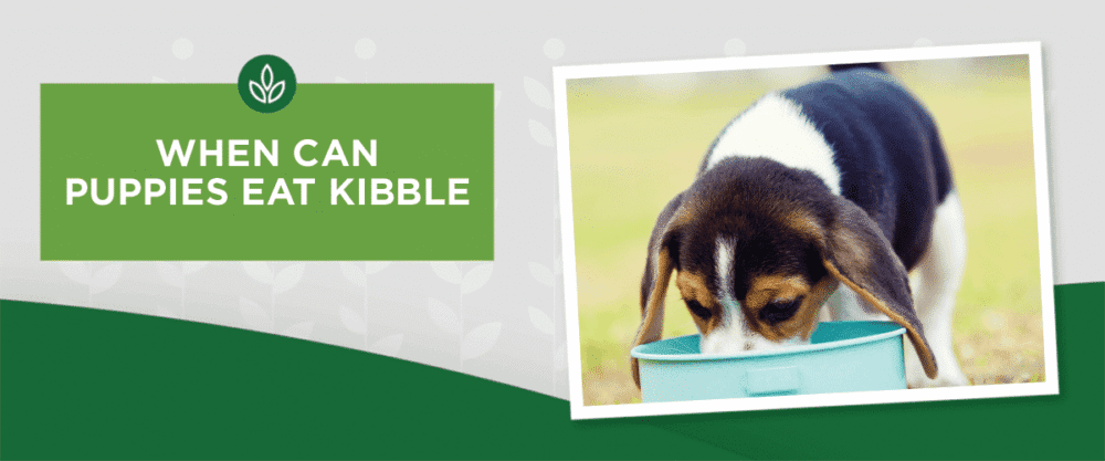 NL_Blog-Image_Header_PuppiesEatKibble_1200x500 When Can Puppies Eat Kibble?