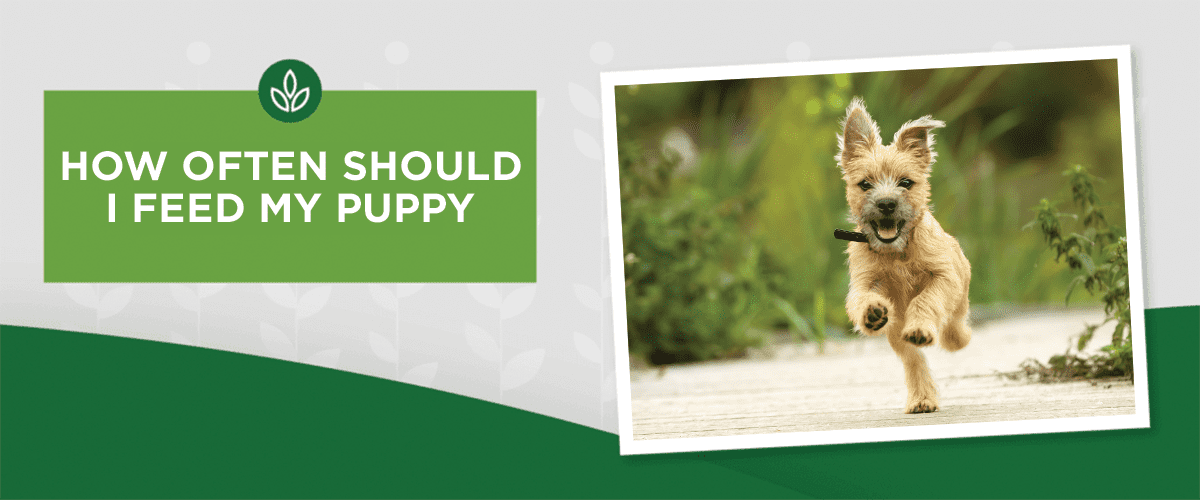 NL_Blog-Image_Header_PuppyHowOften_1200x500 how much should I feed my puppy