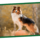 Pumpkin for Dogs