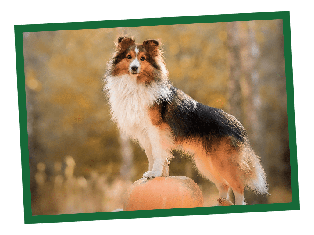 NL_Blog-Images_Body_FruitsVeg_1030x771 Pumpkin for Dogs