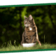should cats eat seaweed