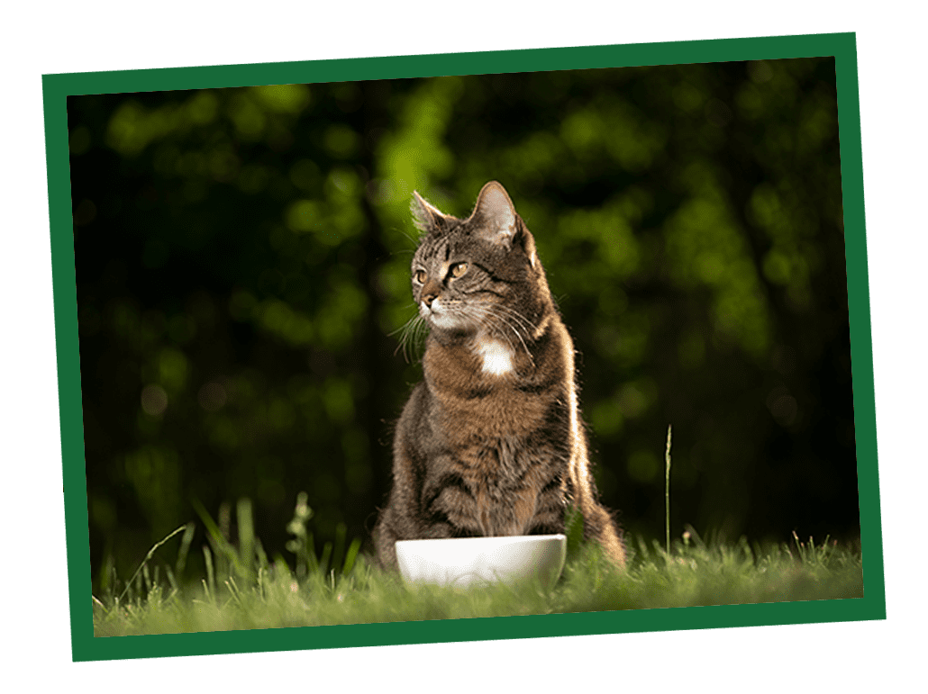 should cats eat seaweed