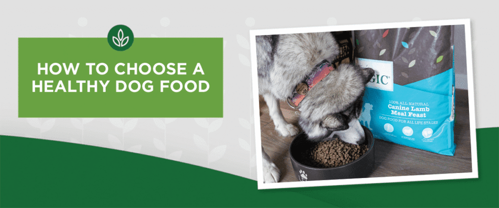 NL_Blog-Image_Header_ChooseDogFood_1200x500 How to Choose a Healthy Dog Food