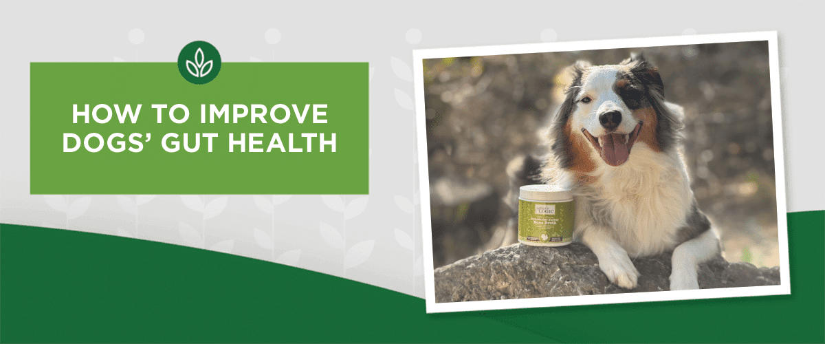 improve-dog-gut-health-tips improve-dog-gut-health-tips