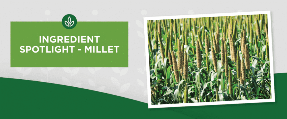 NL_Blog-Image_Header_Millet_1200x500 An image of green millet plants in a field. Text: INGREDIENT SPOTLIGHT - MILLET on a green-gray background with leaf motifs.