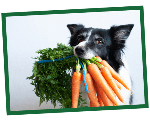 How to Choose a Healthy Dog Food