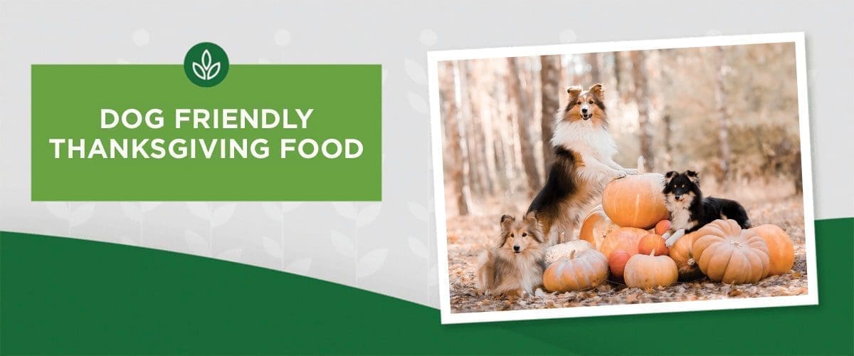 NL_Blog-Image_Header_DogFriendlyThanksgiving_1200x500 Dogs sit among pumpkins in an autumn forest, surrounded by fallen leaves in a rustic seasonal setting.