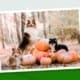 Three dogs gather around pumpkins in a forest, with one standing on a pumpkin among autumn leaves.