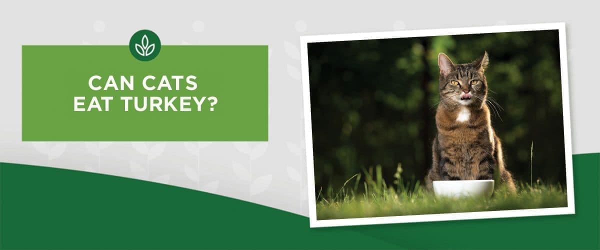 cat-turky A cat sits by a white bowl in a grassy area, with green foliage behind. Next to the image reads, CAN CATS EAT TURKEY?