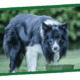 Black and white dog standing on green grass outdoors.