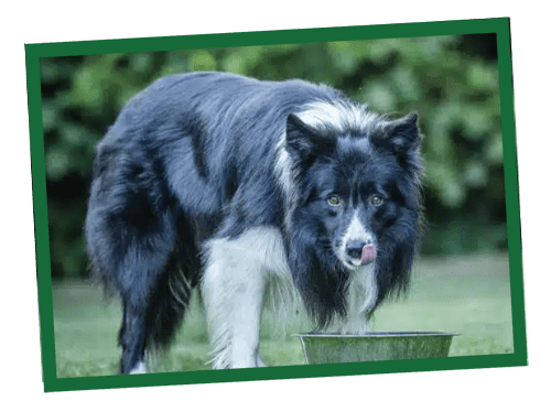 Black and white dog standing on green grass outdoors.