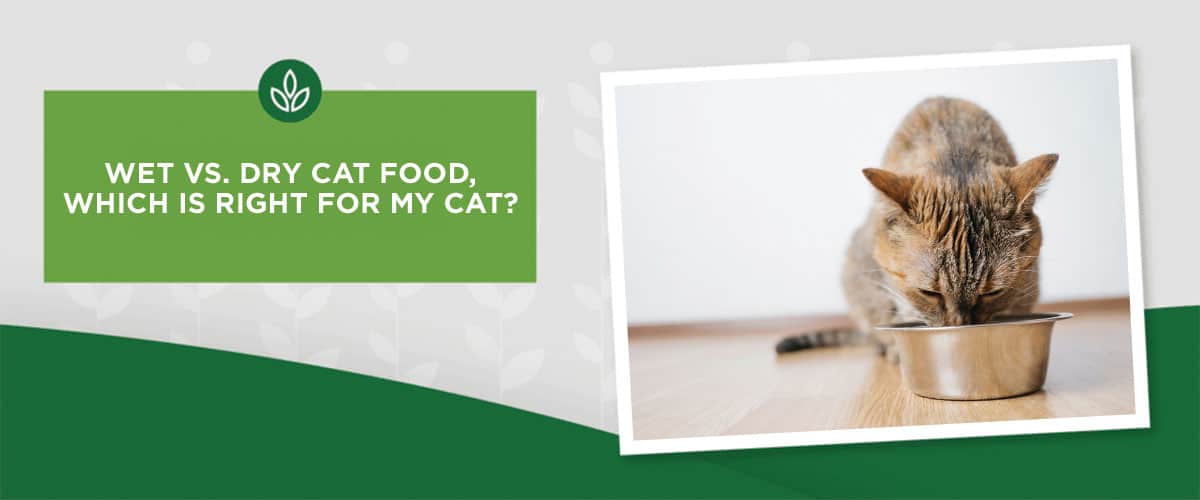 A cat eats Nature's Logic from a metal bowl on a wooden floor. Text above reads: "WET VS. DRY CAT FOOD: WHICH IS RIGHT?"