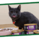 A black cat sits beside bowls of cat food and a purple can on a light surface.