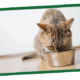 A small orange tabby kitten sits on a light wooden surface with a green background.